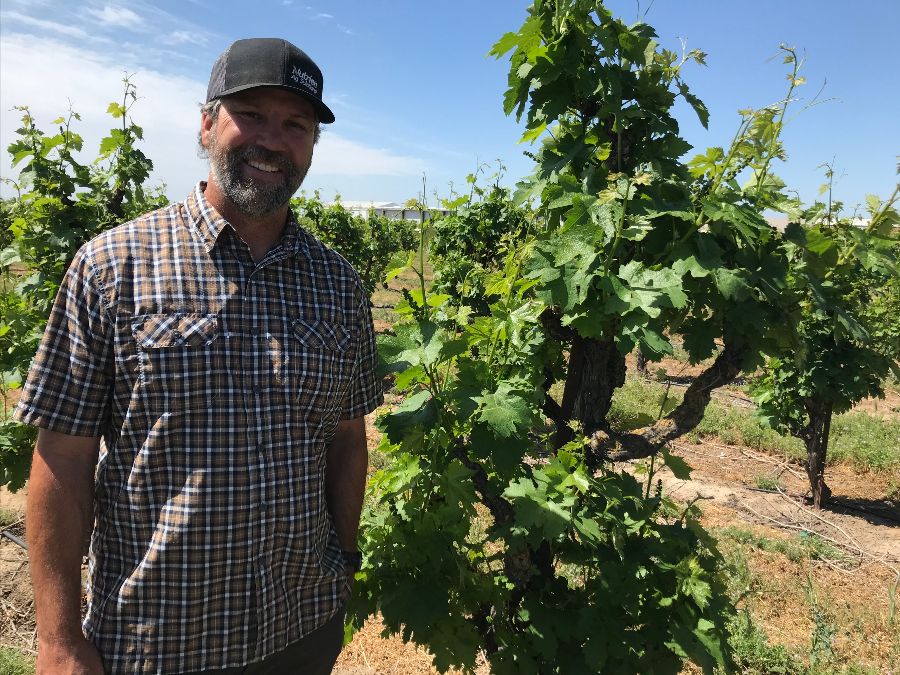 Jason Eels 100 year old Zinfandel vines
