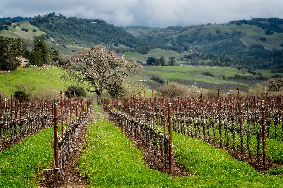 Sangiacomo Family Roberts Road Vineyard