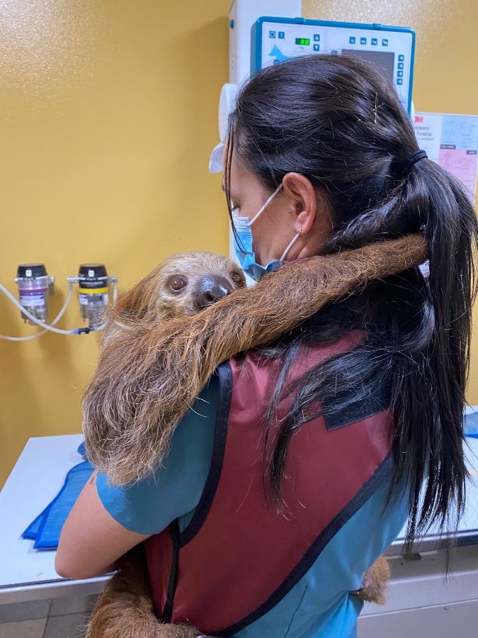 Liz with sloth taking xrays